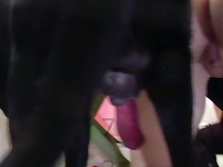 Woman Kiss Dog Xxx