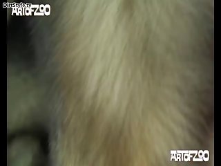 Art Of Zoo Tik Tok