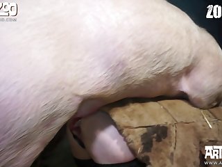 Dog Xxx 720p