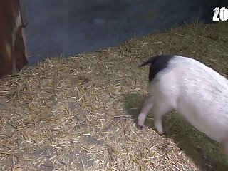 Asian Fucked By Dog Xxx