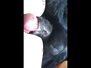 Dog Xxx Stars