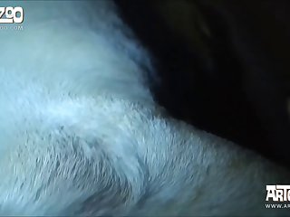 Guy Sucking Dog Xxx