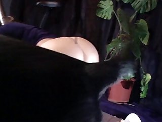 The Art Of Zoo Cat