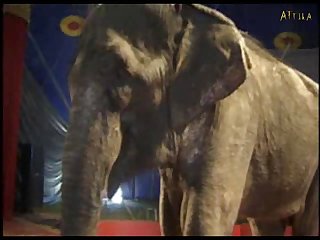 Sexy Girl And Elephant Part 8