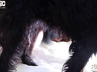 Art Of Zoo Tiktok Video