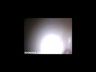 Girl Masturbates Watching Dog Xxx