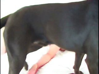 Man Force Fucks Dog Xxx