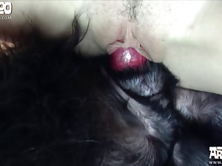 Closeup Dog Xxx