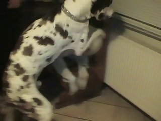 Girl Having Sex With Dog Xxx