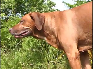 Dog Xxx Women