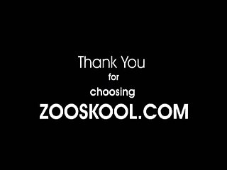 What Is The Art Of Zoo