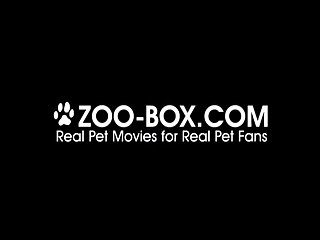 Zoo Tube Dog Xxx