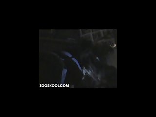 Teen Dog Xxx Zoo