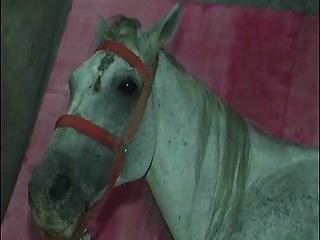 Zoo Porn With Horse