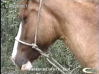 All Animal Sex