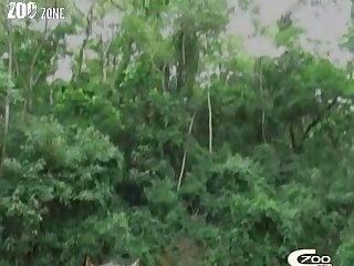 Animal Sex By Woman