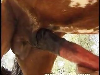 Movies Of Animal Sex