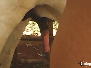 Vietnam Zoo Porn