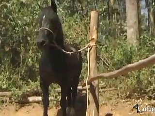 New Animal Sex 2021