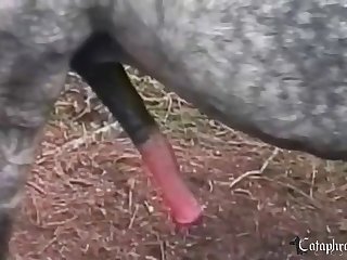 Sylvia Zoo Porn