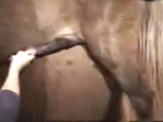 Animal Sex Videio