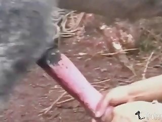 Male With Animal Sex