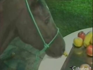 Animal Sex Video Hot