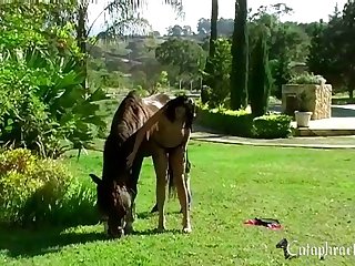 Animal Sex Videos Porn