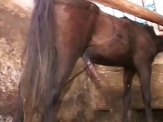 Animal Sex Me