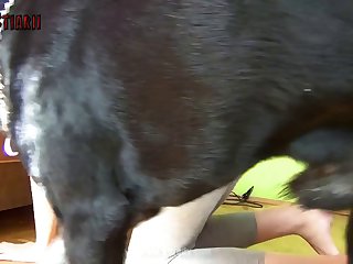 Animali Che Fanno Sesso