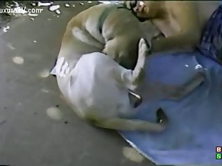 Dolphin Beastiality