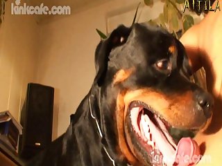 Fazendo Sexo Com Cavalo