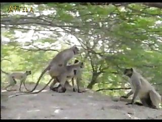 46abda Monkey