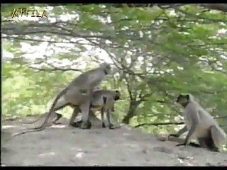 46abda Monkey
