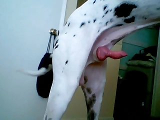 Animalsex