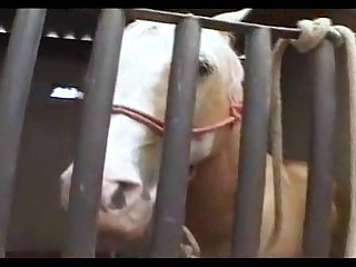 Tesao De Cavalo 2