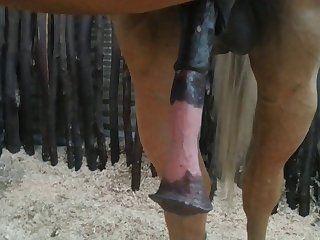 Nice 2 Beastforum Geles Masturbation