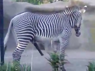 Big Male Zebra