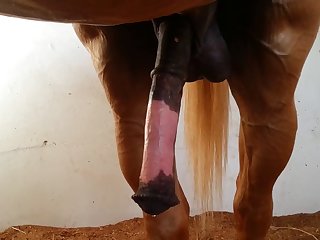 Sized Beastforum Geles Masturbation