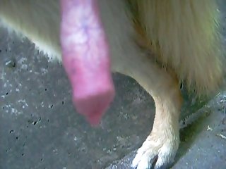 German Shephard Handjob