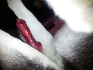 Milking Her Dog