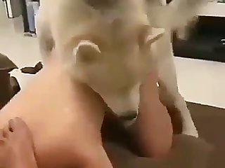 Bitch In Position For The White Husky