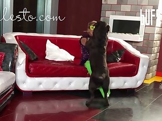 Dog Was Lying Curled Up Between His Legs