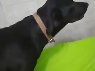 Amor Y Pasion Con Mi Perra Negrita