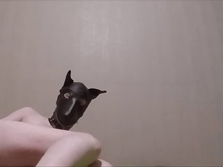 Gay Mounting Bestiality Compilation