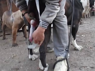 Milking Dog Cock