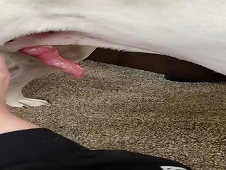 Lickjob And Jerking Vid