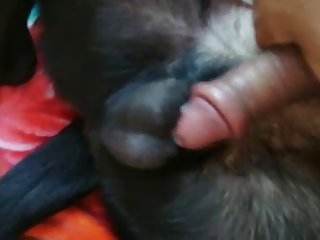 Fucking Dogs Sheat