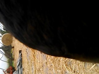 Oral Male Dog