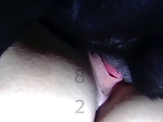 Animal Gay Porn Dog